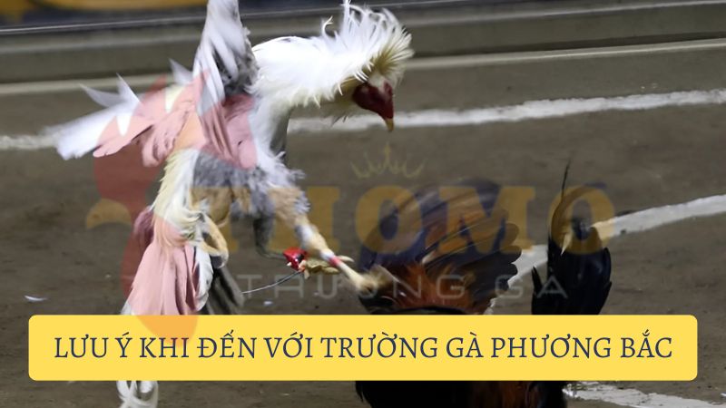 Lưu ý vàng cho sư kê khi đến với Trường gà Phương Bắc