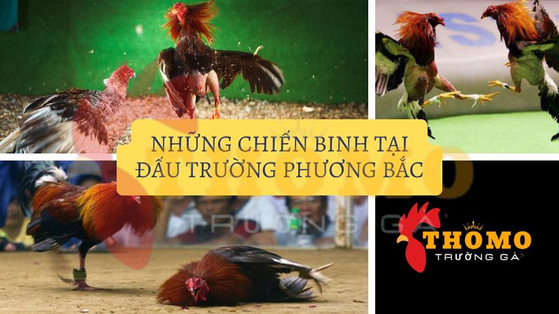 Những chiến binh nào được phép tranh tài tại đấu trường Phương Bắc?